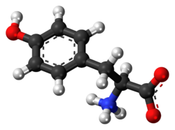  پودر ال تیروزین (L-Tyrosine) 25 کیلویی